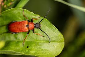 Attēlu rezultāti vaicājumam “Cucujidae”