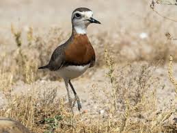 Image result for Charadrius asiaticus