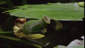 Attēlu rezultāti vaicājumam “Nuphar lutea fruit”
