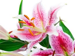 Image result for Lilie