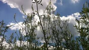 Attēlu rezultāti vaicājumam “Melilotus wolgicus flower”