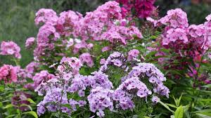 Image result for Phlox (großblumig)