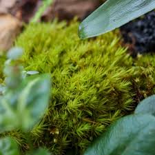 Attēlu rezultāti vaicājumam “Dicranum scoparium”