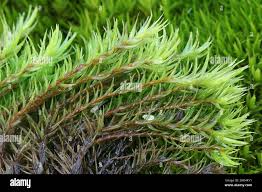 Attēlu rezultāti vaicājumam “Dicranum scoparium”