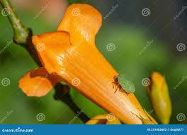 Attēlu rezultāti vaicājumam “Palomena prasina imago”