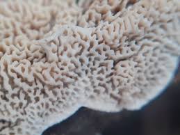 Attēlu rezultāti vaicājumam “Cerrena unicolor”