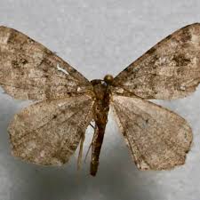 Attēlu rezultāti vaicājumam “Macaria signaria”