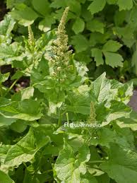 Attēlu rezultāti vaicājumam “Chenopodium bonus-henricus leaf”