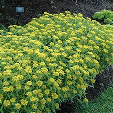 Attēlu rezultāti vaicājumam “Sedum aizoon flower”