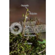 Attēlu rezultāti vaicājumam “Plagiomnium undulatum sporophyte”