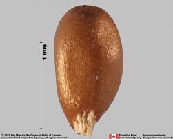 Attēlu rezultāti vaicājumam “Viola arvensis bud”