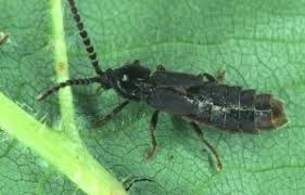 Attēlu rezultāti vaicājumam “Phosphaenus hemipterus male”