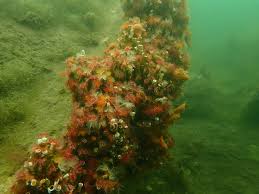 Attēlu rezultāti vaicājumam “Serpoleskea subtilis”