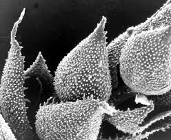 Attēlu rezultāti vaicājumam “Platydictya jungermannioides”
