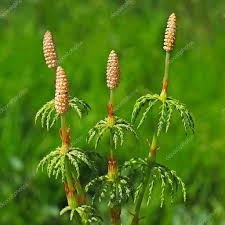 Attēlu rezultāti vaicājumam “Equisetum sylvaticum”