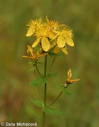 Attēlu rezultāti vaicājumam “Hypericum maculatum flower”