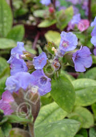 Attēlu rezultāti vaicājumam “Pulmonaria saccharata”