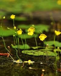 Attēlu rezultāti vaicājumam “Utricularia intermedia flower”