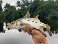 Image result for Centropomus parallelus