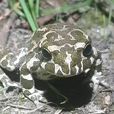 Attēlu rezultāti vaicājumam “Pseudepidalea viridis”