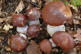 Attēlu rezultāti vaicājumam “Cortinarius praestans”