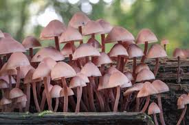 Attēlu rezultāti vaicājumam “Mycena haematopus”