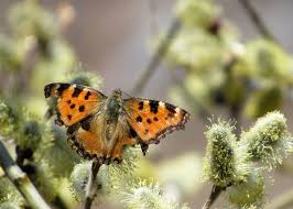 Attēlu rezultāti vaicājumam “Nymphalis polychloros upperside”