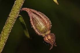 Attēlu rezultāti vaicājumam “Epipactis atrorubens fruit”