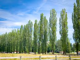 Attēlu rezultāti vaicājumam “Populus simonii”