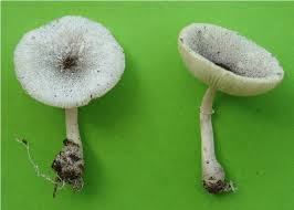 Attēlu rezultāti vaicājumam “Henningsomyces candidus”