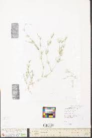 Attēlu rezultāti vaicājumam “Chara contraria”