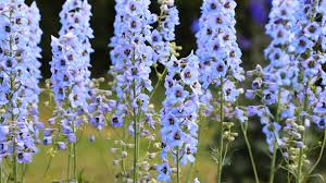 Attēlu rezultāti vaicājumam “Delphinium elatum  flower”