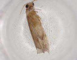 Attēlu rezultāti vaicājumam “Oecetis ochracea”