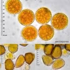 Attēlu rezultāti vaicājumam “Trachyspora intrusa”