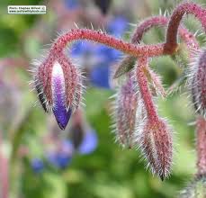Attēlu rezultāti vaicājumam “Borago officinalis bud”