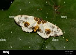 Attēlu rezultāti vaicājumam “Abraxas sylvata”