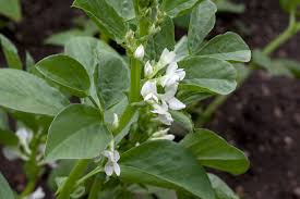 Attēlu rezultāti vaicājumam “Vicia faba”