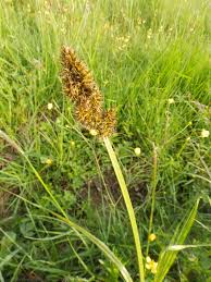Attēlu rezultāti vaicājumam “Carex vulpina”
