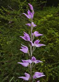Attēlu rezultāti vaicājumam “Cephalanthera rubra bud”