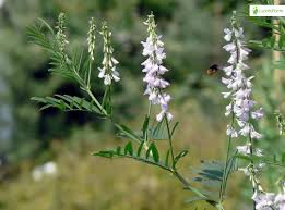 Attēlu rezultāti vaicājumam “Galega orientalis fruit”