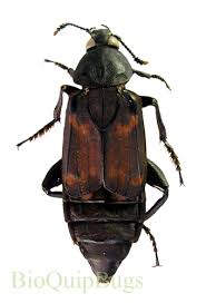 Attēlu rezultāti vaicājumam “Silpha sp.”