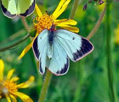 Attēlu rezultāti vaicājumam “Colias palaeno male”