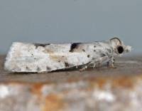 Attēlu rezultāti vaicājumam “Epinotia bilunana”