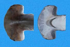 Image result for Sphyrna media