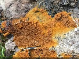 Attēlu rezultāti vaicājumam “Asterodon ferruginosus”