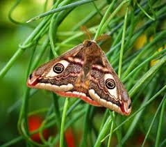 Attēlu rezultāti vaicājumam “Saturnia pavonia eggs”