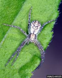 Attēlu rezultāti vaicājumam “Philodromidae”