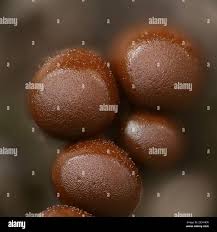 Attēlu rezultāti vaicājumam “Trichia crateriformis spores”