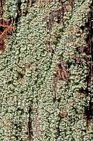 Attēlu rezultāti vaicājumam “Hypocenomyce scalaris”