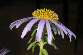 Image result for Aster amellus